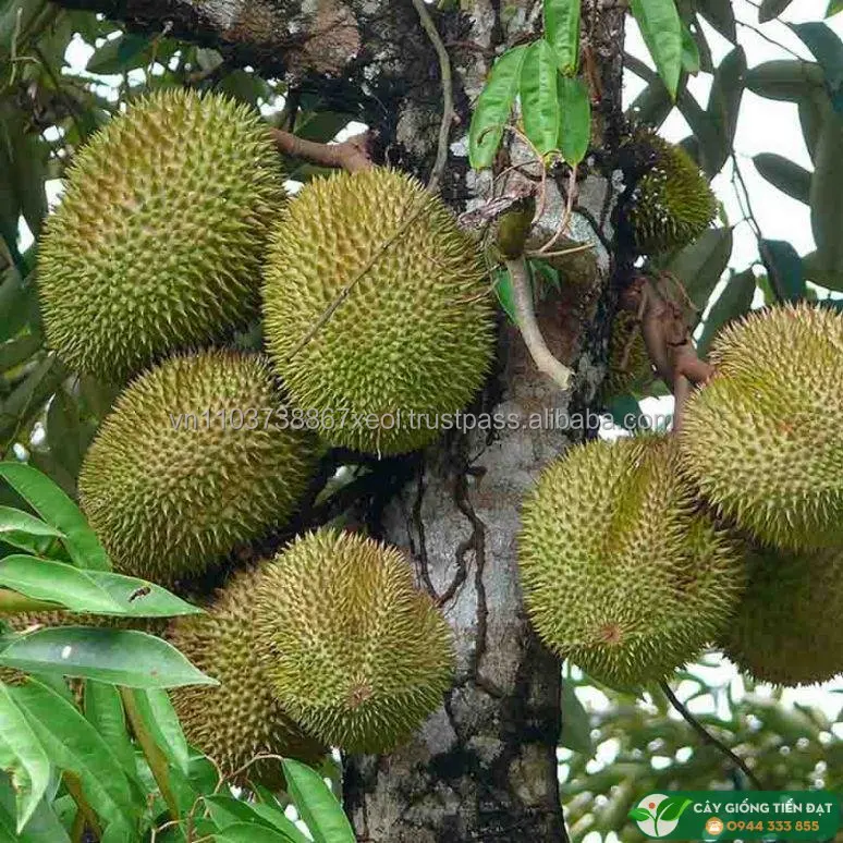 DURIAN VIET NAM/FRESH DURIAN /MS. Holiday +84-845-639-639 (Whatsapp)