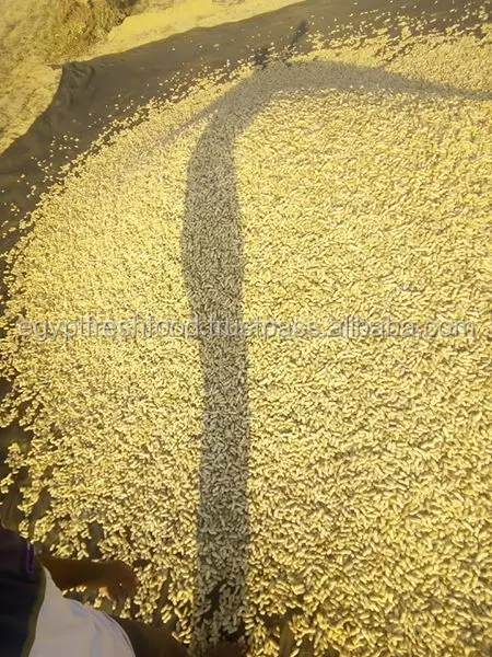 
wholesale peanuts in shell , fresh crop 2019 , high quality best price from Egypt 
