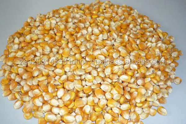 Yellow/White Corn, Maize, Grain, Wheat
