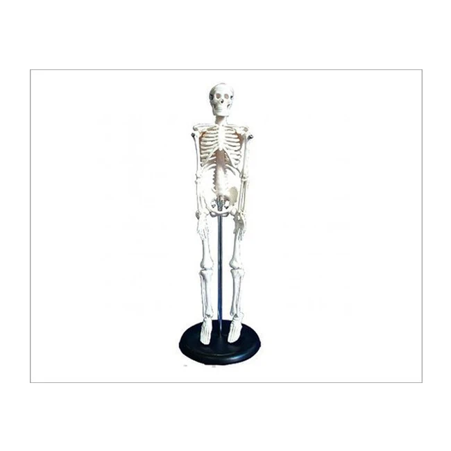 Medical Anatomical Human Skeleton Model Economical Teaching Model Human Skeleton 42 cms
