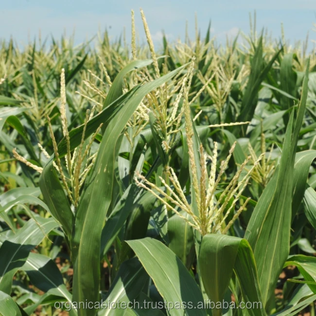 Maize gorwth promoter Specific for kenya nano organic fertilizer