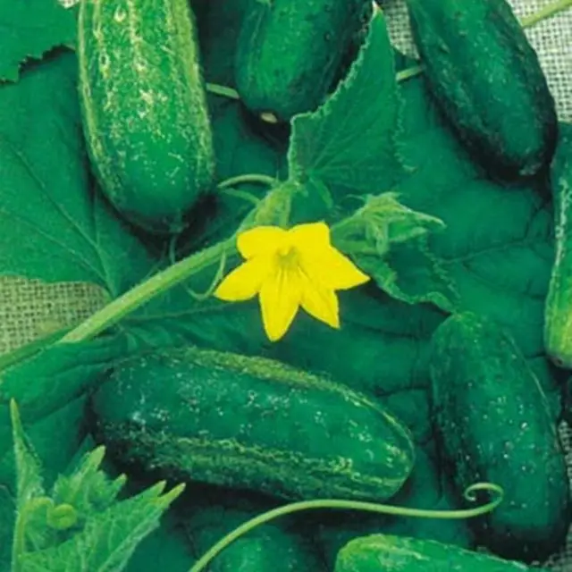 Огурец натуральный и чистый гидрозол цветочная вода