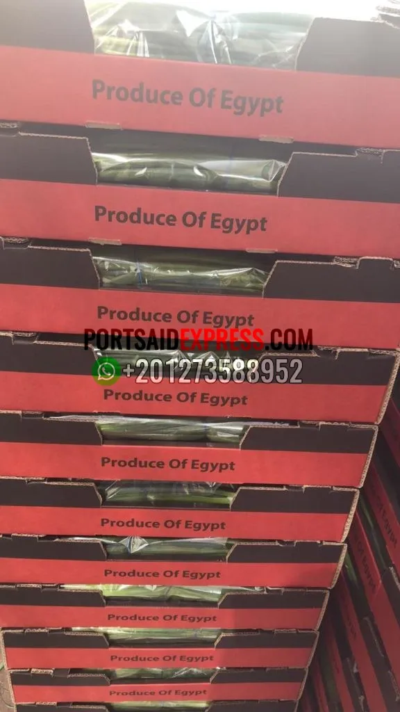 
fresh green onion , fresh spring onion BY AIR AND BY SEA 