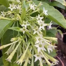 Raat Rani Attar 100% Pure And Organic Perfume Oil at Reasonable Price