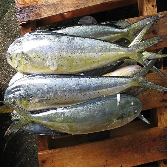 Новинка 2018, ловим морепродукты, оптовая продажа, замороженные круглые дельфины mahi-mahi dorado