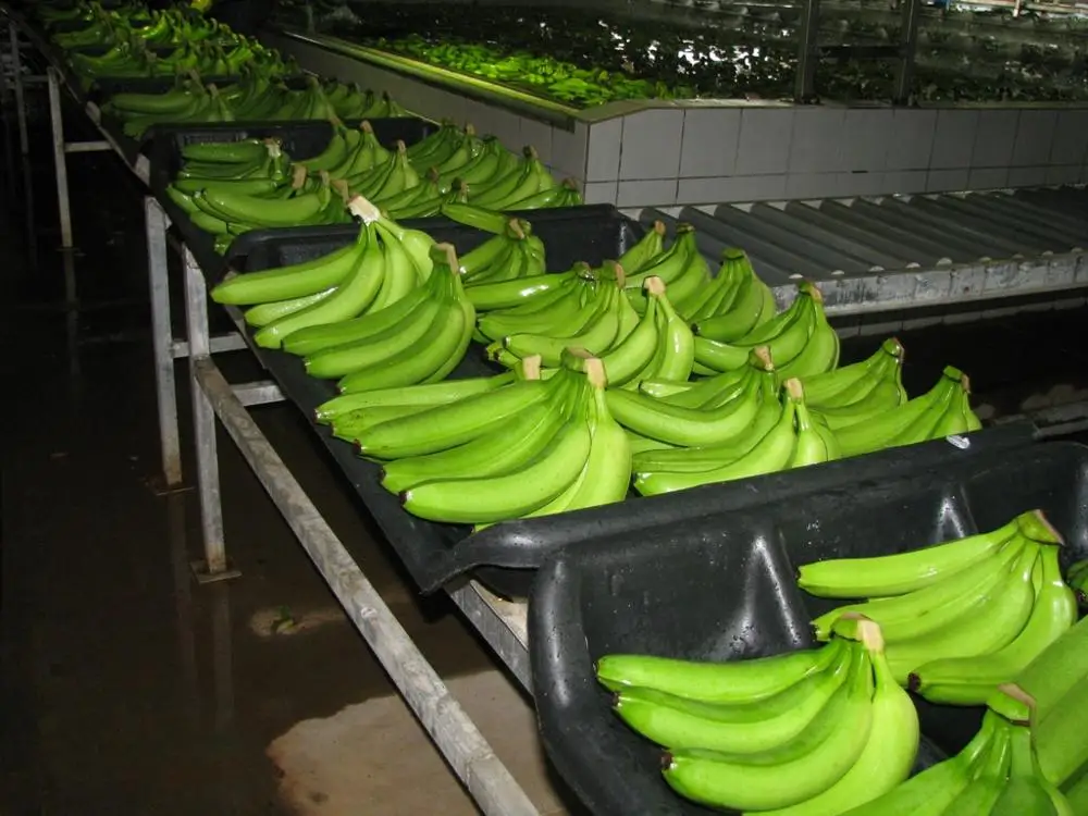  Премиум Зеленый Кавендиш банан