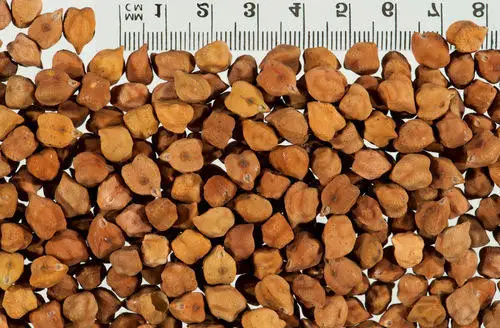 
Chickpeas | Bengal Gram | Garbanzo Beans | Des Chickpeas 