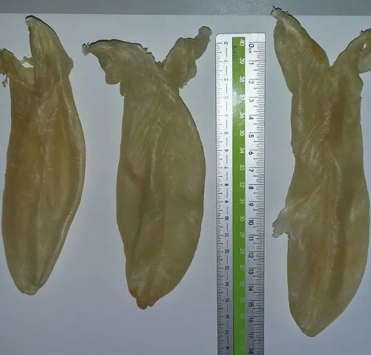 Dried sea bass fish maw high quality