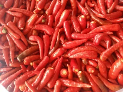 Dried small Chilli from vietnam  best quality cll +84984418844 w