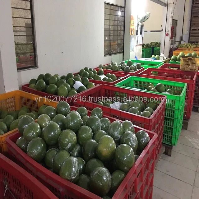 Vietnam Fresh pomelo