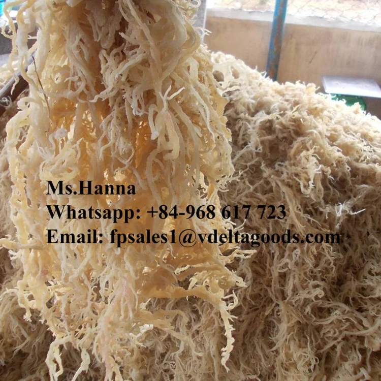 
Healthy eucheuma cottonii 2020 / Whatsapp +84 845639639 