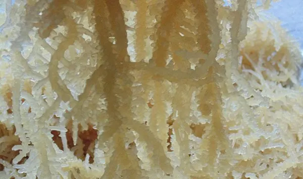 
VIETNAM COTTONII SEAWEED/COTTONII FOR CARRAGREENAN/WHATSAPP +84 845639639 