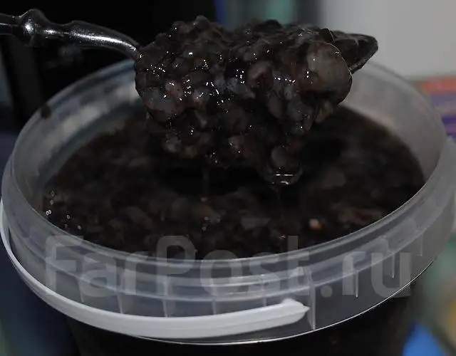 
Natural product with honey Far Eastern Trepang 