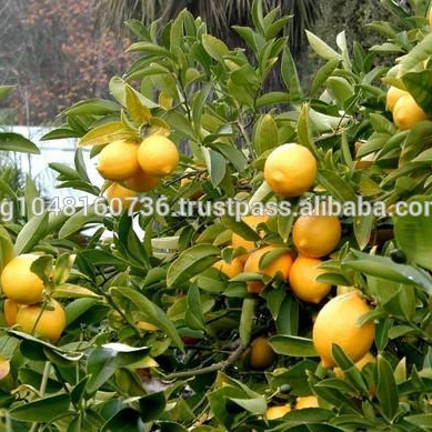New season fresh Adalia Lemon/ Wholesale Fresh Citrus Lemon