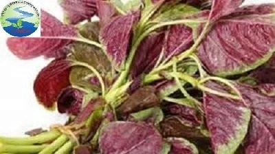 Fresh vegetables/ Red amaranth