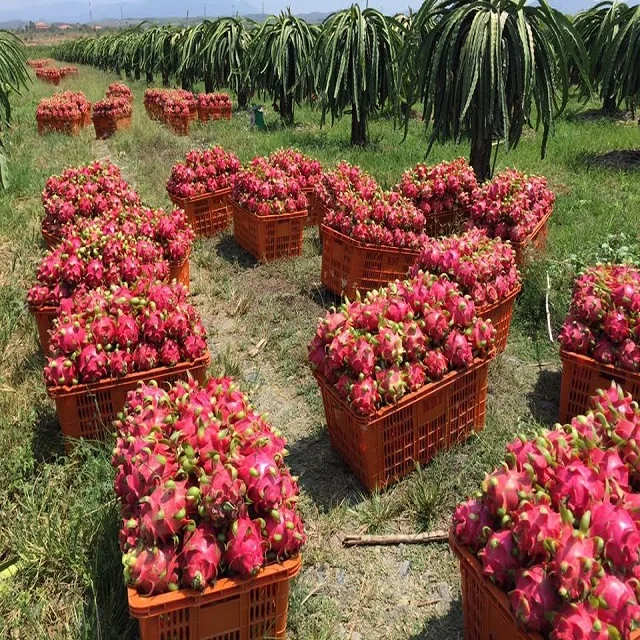  Свежие фрукты дракона желтого свежие красного