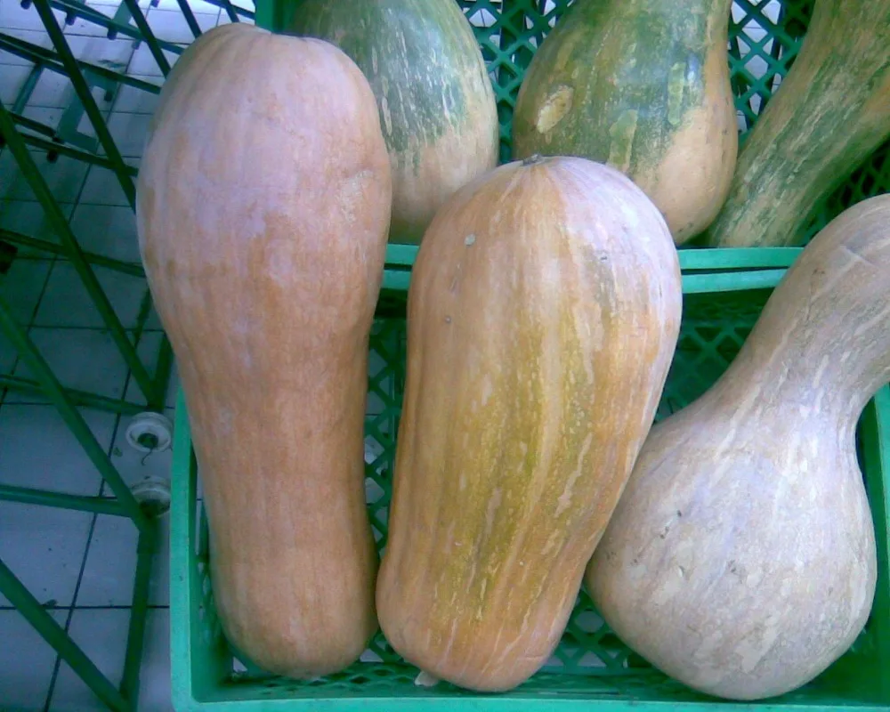 
fresh sweet pumpkins 