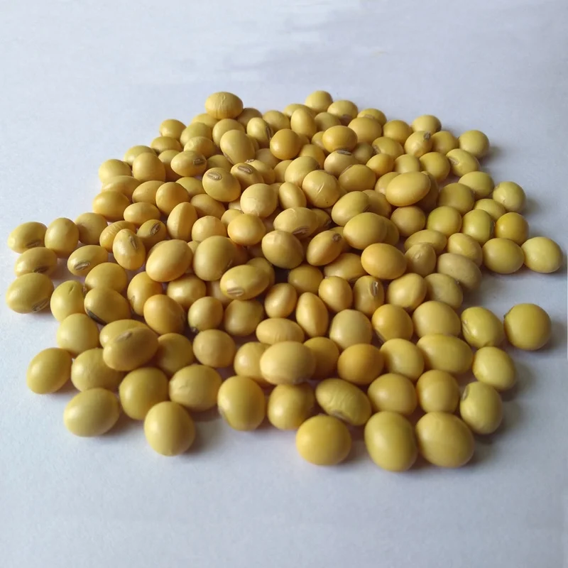 Купить соевые семена без ГМО/соевые зерна оптом