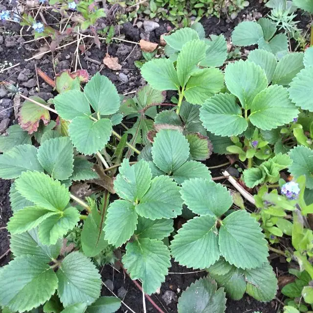 
Strawberry Plants 