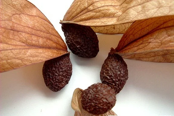 Sterculia lychnophora / Malva nut Vietnam