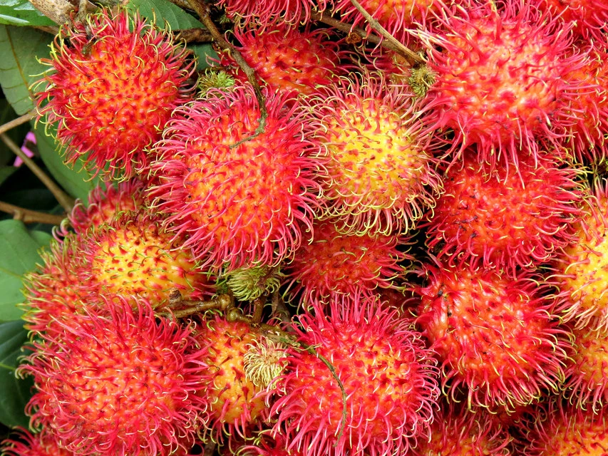 PREMIUM QUALITY FRESH RAMBUTANS FRUIT/VIETNAM FRESH MANGOSTEEN