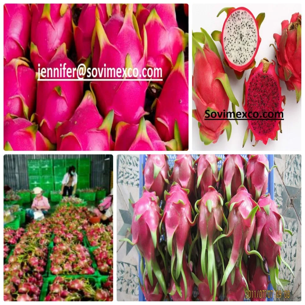 Cheap price  dragon fruit from Vietnam for Buyer