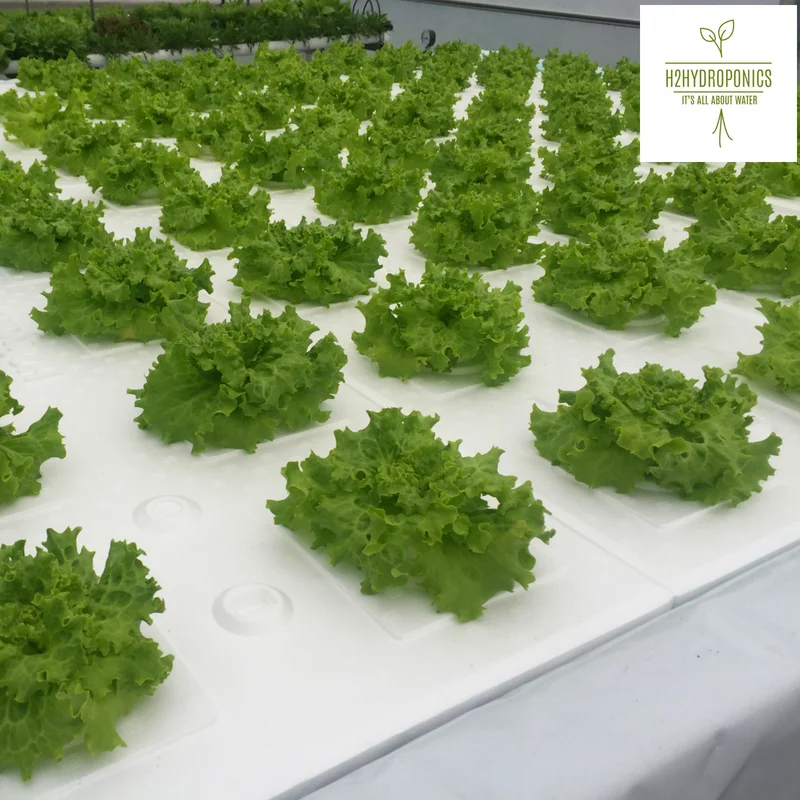 Hybrid hydroponics for vertical garden, farming and aquaponics