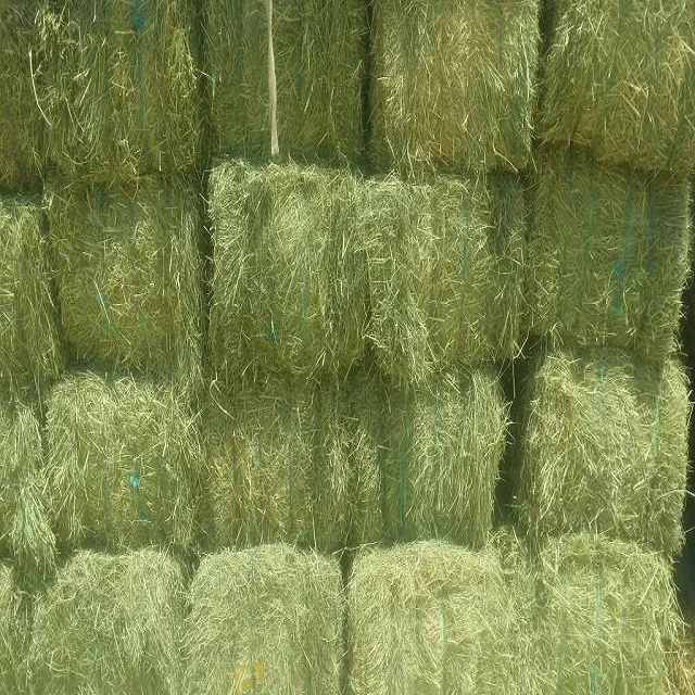 Сено из родовой травы