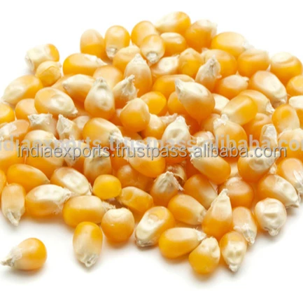 Best Yellow Maize Animal Feed 2021