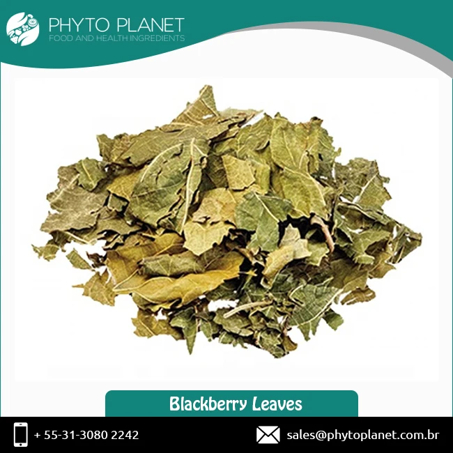 Blackberry Leaves Tea - Healing, antioxidant, menopause
