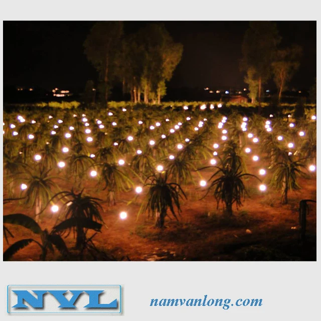 Фрукт дракона лучшего качества по самой низкой цене.