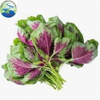 Fresh vegetables/ Red amaranth