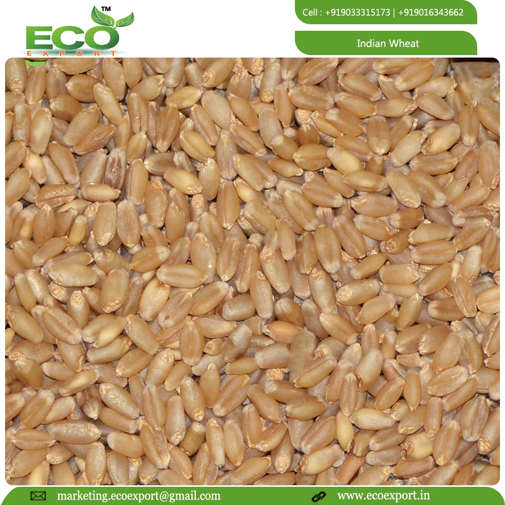 Машина primium для очистки мягкой пшеницы