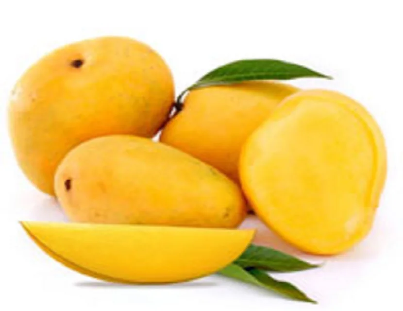 Wholesale Fresh Mango India / Alphonso Mango Fruit / Mango Pulp