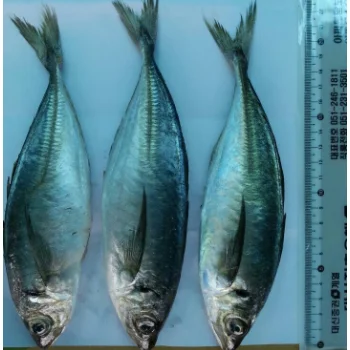 Frozen Horse Mackerel Fish