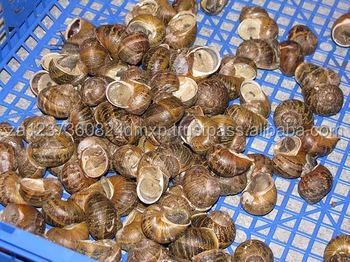 
Escargot snails in brine 