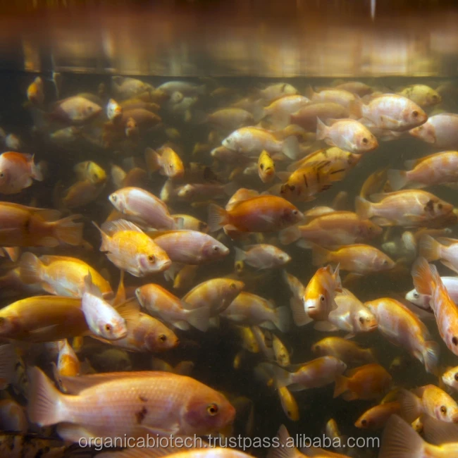 Probiotics feed that Drastically reduces ammonia levels in tilapia fish Ponds