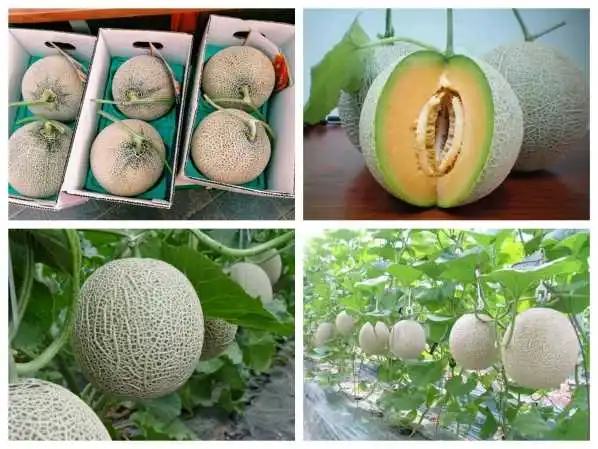 Sweetmelon Juice - Honey Melon Whatsapp +0084 845639639
