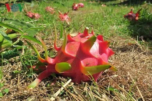 
FRESH WHITE/RED DRAGON FRUIT FOR SALES ( +84-845-639-639 (Whatsapp) 