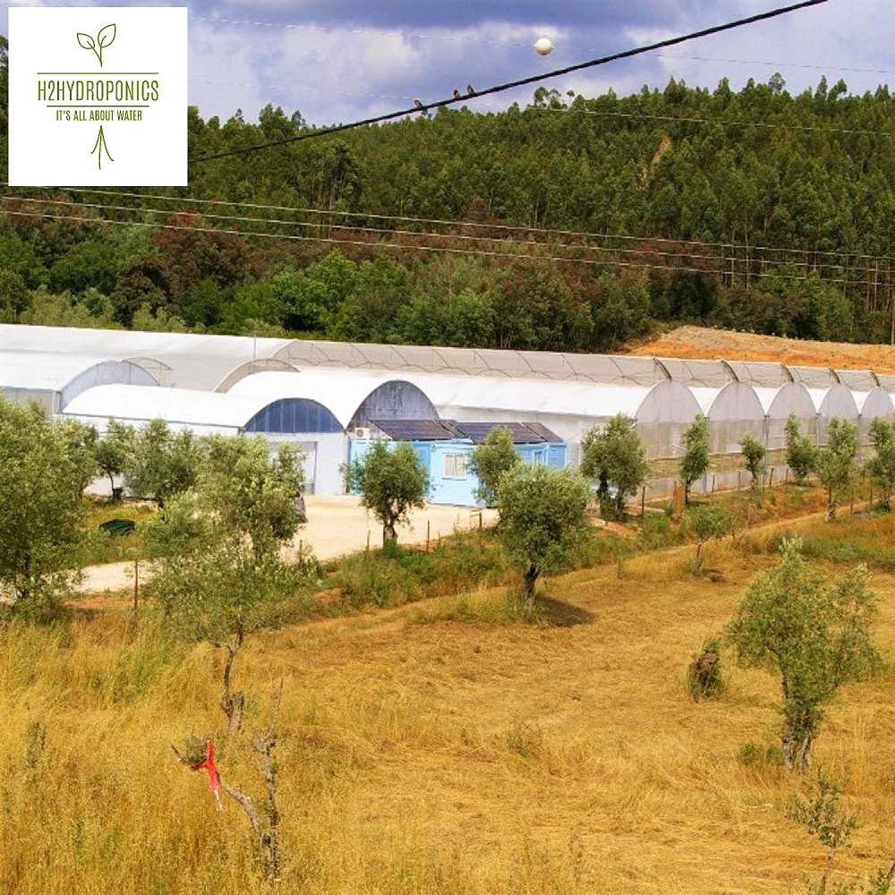 
Efficient Polycarbonate Greenhouse with Hydroponic NFT Growing System for Lettuce and Multicrops 