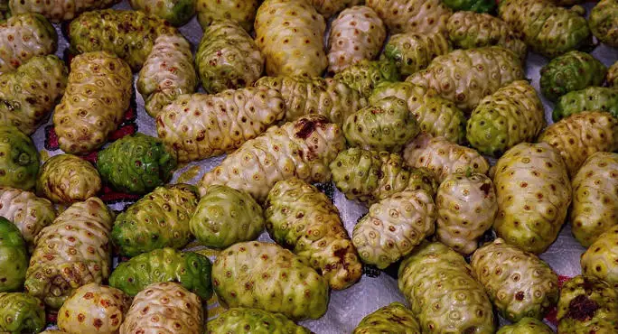 NONI DRIED/ DRY FRUIT/VIETNAM