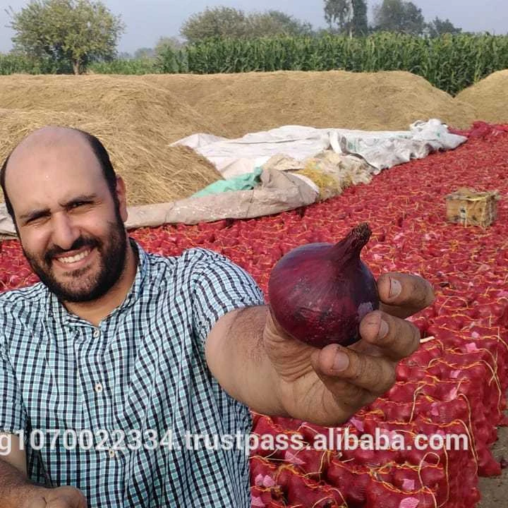 egypt onion price today