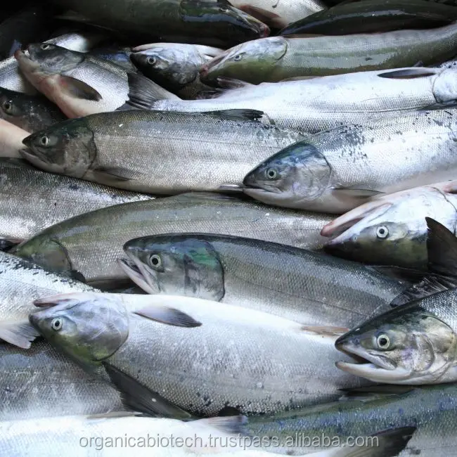 Best Aquaculture Equipment Probiotics-Fish Feed for Optimal Fish Farming