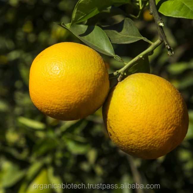 Best organic fertilizer for Improved Quality of Oranges in Australia
