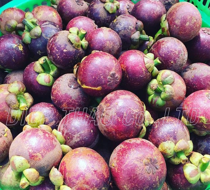 
VIETNAM FRESH FRUIT MAGOSTEEN FRUIT 