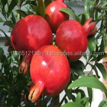 
FRESH POMEGRANATE 2020 WITH COMPETITIVE PRICE 