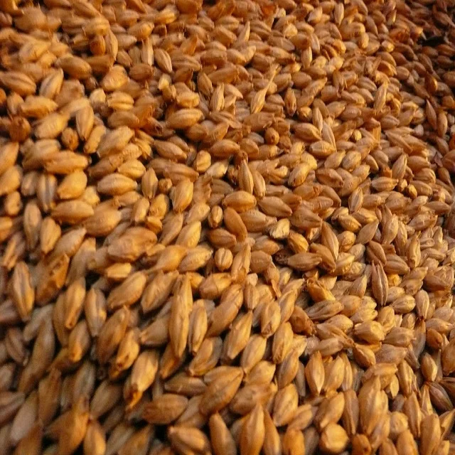Human Consumption And Animal Feed Barley Seeds  Available In Bulk Quantity For Sale