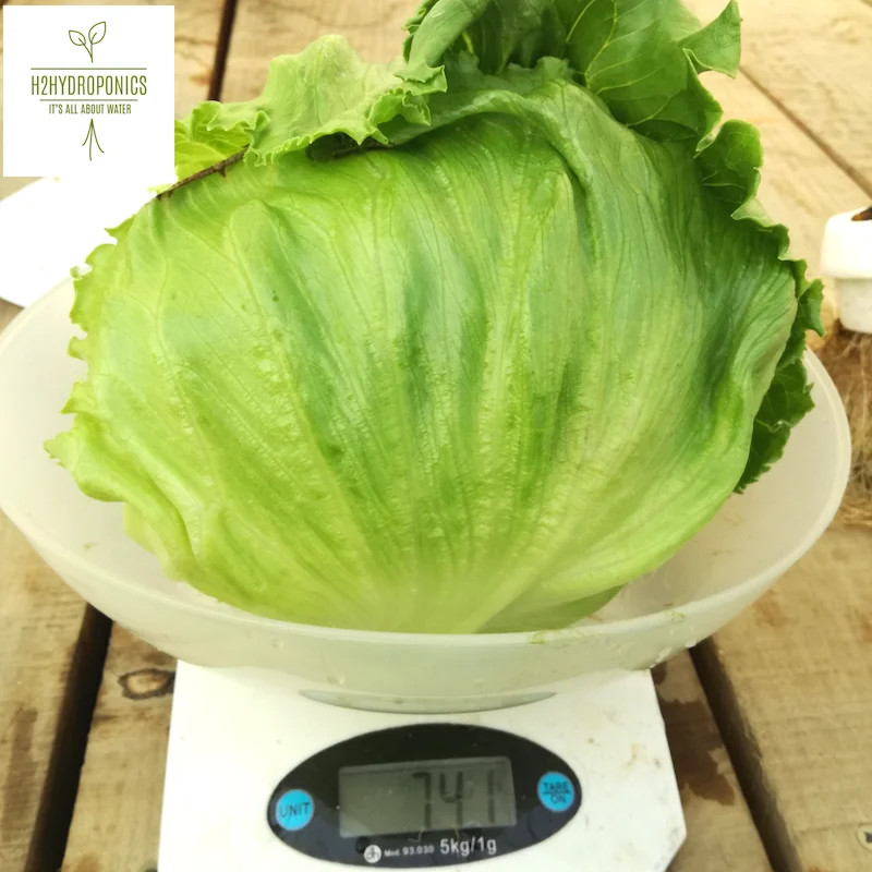 Premix Fertilizer formula for hydroponic growing systems and organic production