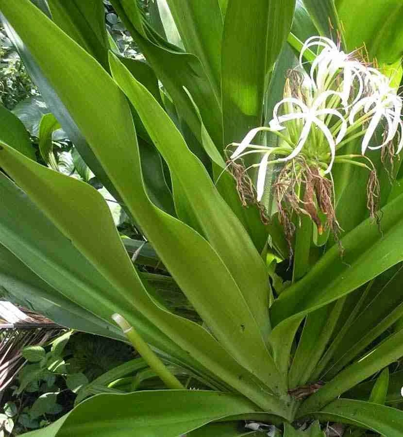 DRIED CRINUM LEAVES FROM VIETNAM WITH HIGH QUALITY/ BEST PRICE/ LARGE QUANTITY