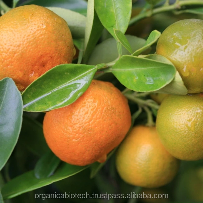 Best organic fertilizer for Improved Quality of Oranges in Australia
